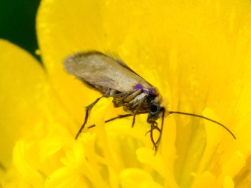 Micropterix calthella 